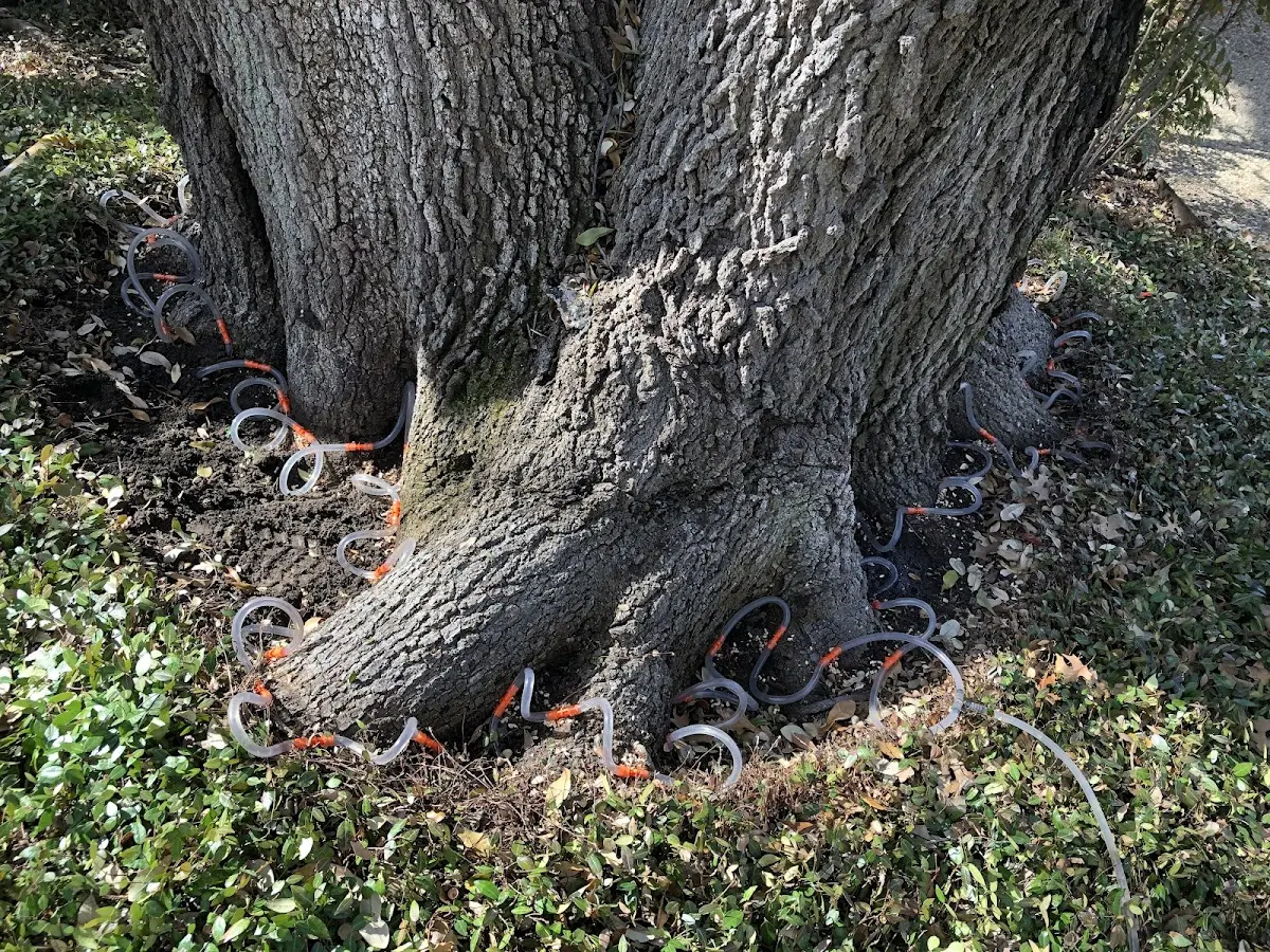 Detailed Shrub and Hedge Trimming job site in Hammett